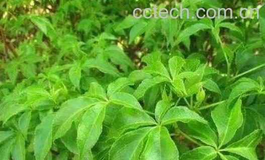 刺五加叶怎么做好吃-1