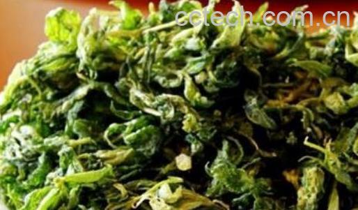 刺五加叶怎么吃 刺五加叶的食用方法-0