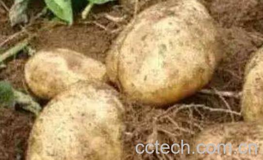 洋芋头怎么做好吃 洋芋头的家常做法教程-1