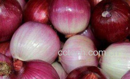 黄洋葱和紫洋葱的区别 黄洋葱和紫洋葱哪个好-0