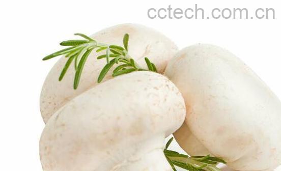 洋菇的功效与作用及做法-0