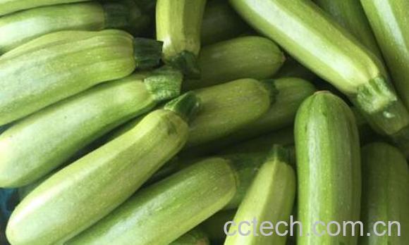 番瓜有什么功效与作用-0