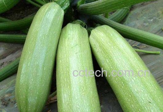 番瓜有什么功效与作用-1