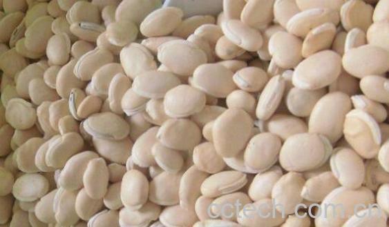 洋扁豆的功效与作用及禁忌-0