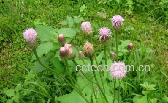 石灰菜怎么吃 石灰菜的使用方法-1