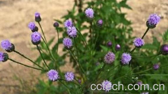 石灰菜怎么吃 石灰菜的使用方法-0