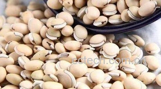 洋扁豆的功效与作用及禁忌-1