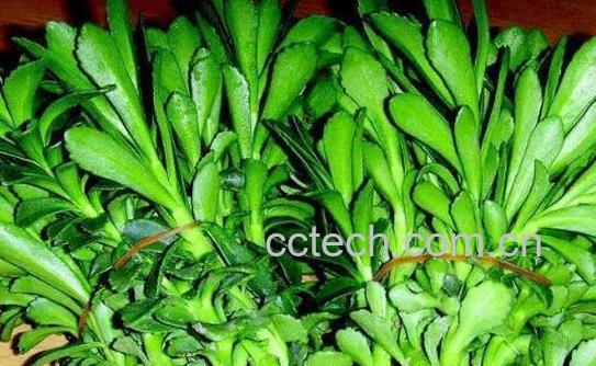 救心菜的功效与作用 救心菜的副作用-0