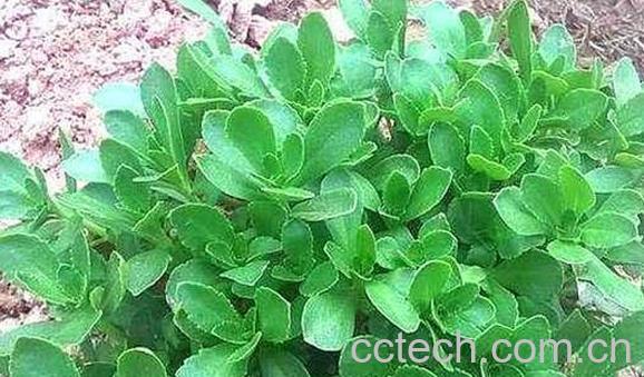 救心菜的功效与作用 救心菜的副作用-1