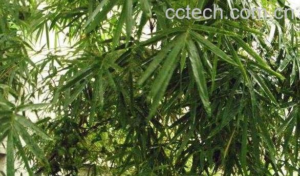 竹米怎么吃 竹米的食用方法-1