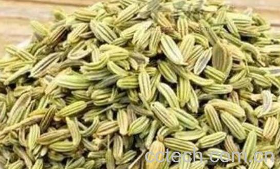 莳萝子和小茴香的区别-0