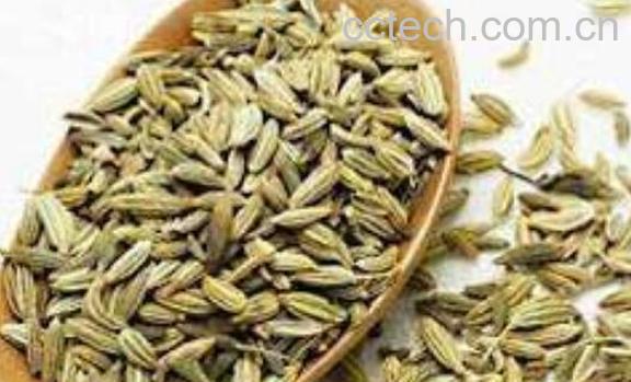 莳萝子和小茴香的区别-1