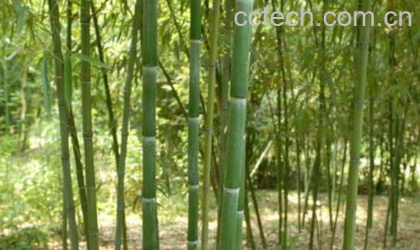 竹米的功效与作用-0