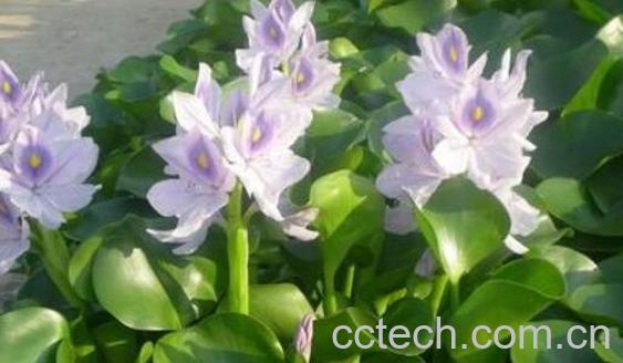 什么是水芙蓉 水芙蓉的功效与作用-1