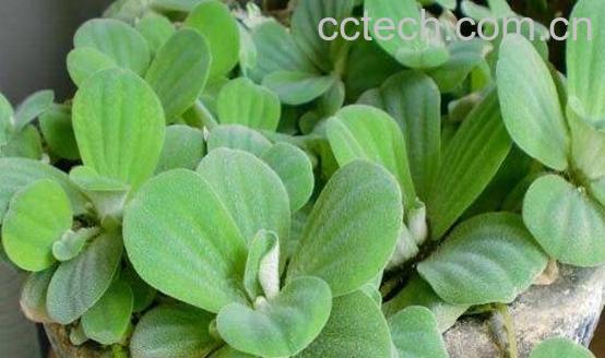 什么是水芙蓉 水芙蓉的功效与作用-0