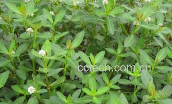 莲心菜怎么做好吃 莲子菜的食用方法-0