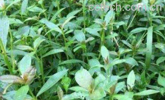 莲心菜怎么做好吃 莲子菜的食用方法-1