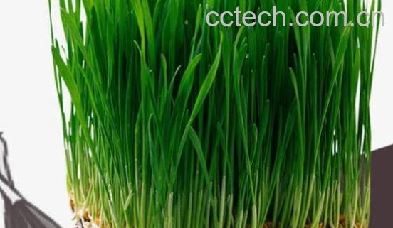 麦苗根的功效与作用 -0