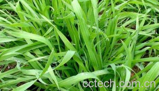 麦苗根的功效与作用 -1