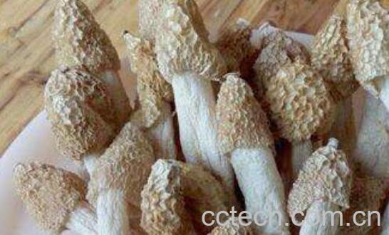 竹菌的功效与作用 吃竹菌有什么禁忌-1