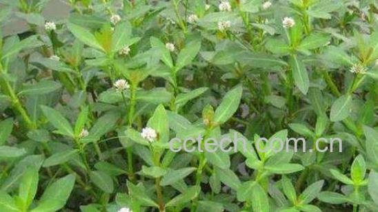 莲子菜的功效与作用 吃莲子菜的好处-0