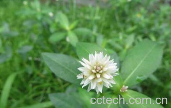 莲子菜的功效与作用 吃莲子菜的好处-1