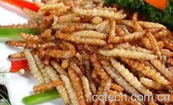 竹蛆怎么吃 竹蛆的食用方法-0