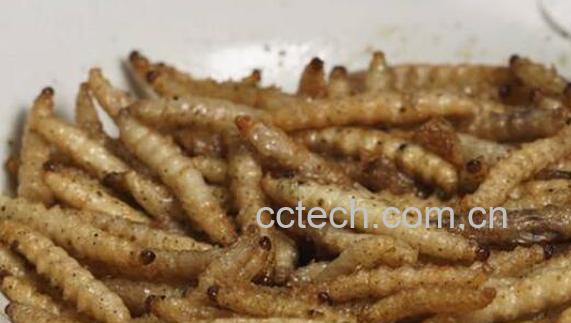 竹蛆怎么吃 竹蛆的食用方法-1