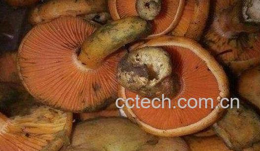 松树菌不能与什么同吃 哪些人不能吃松树菌-0