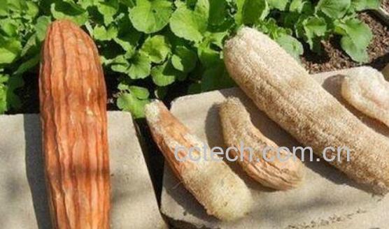 丝瓜壳的功效与作用及药用价值-1