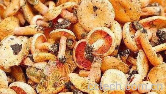 松树菌的功效与作用及禁忌-0