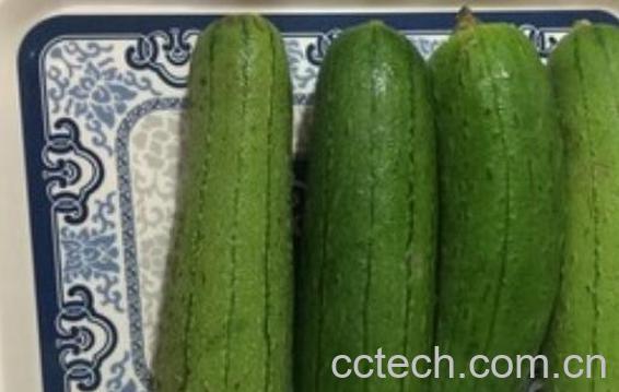 水瓜和丝瓜的区别 吃水瓜的好处-1