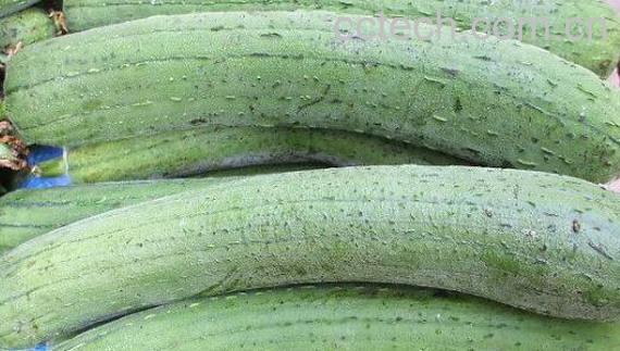 南方水瓜的功效与禁忌-0