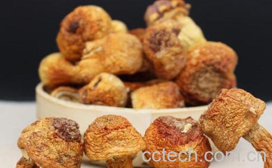 松菌菇怎么做好吃-0