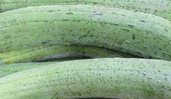 南方水瓜的功效与禁忌-1