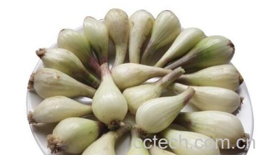 茭头的功效与作用禁忌-0