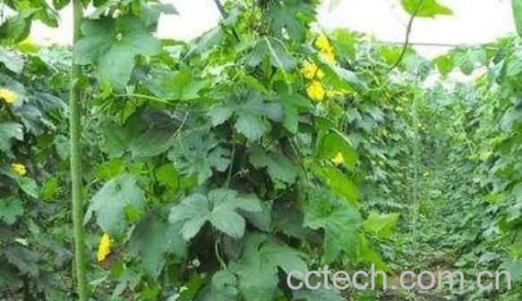 干丝瓜叶的功效与作用-1