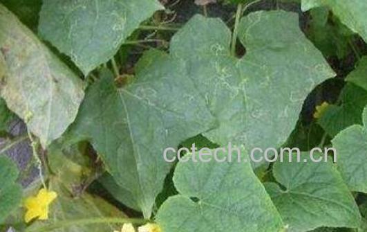 干丝瓜叶的功效与作用-0