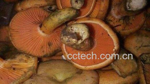 松树菌的功效与作用及食用方法-0