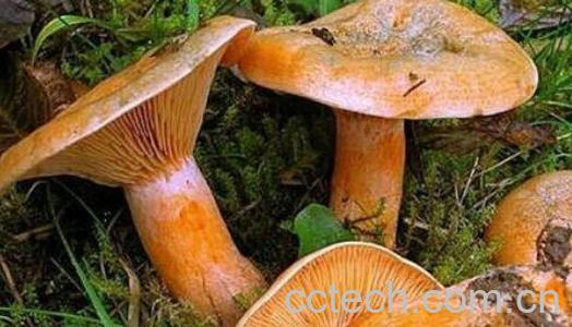 重阳菌的功效与作用 重阳菌怎么吃-0