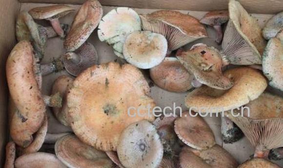 重阳菌的功效与作用 重阳菌怎么吃-1