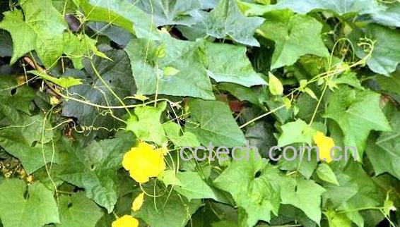 丝瓜叶怎么吃 丝瓜叶的食用方法-0