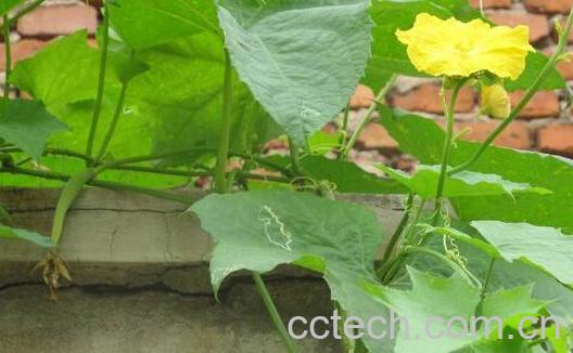 丝瓜叶怎么吃 丝瓜叶的食用方法-1