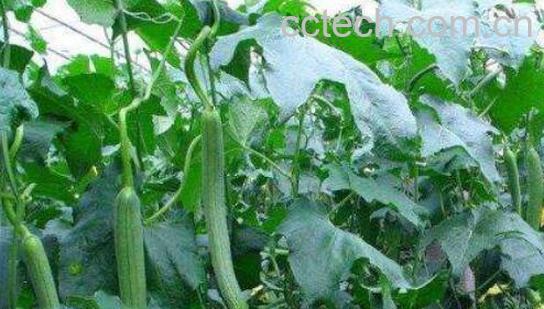 丝瓜叶泡水喝的功效与作用-0