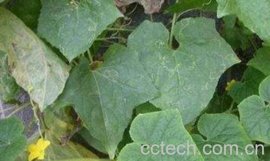 丝瓜叶泡水喝的功效与作用-1