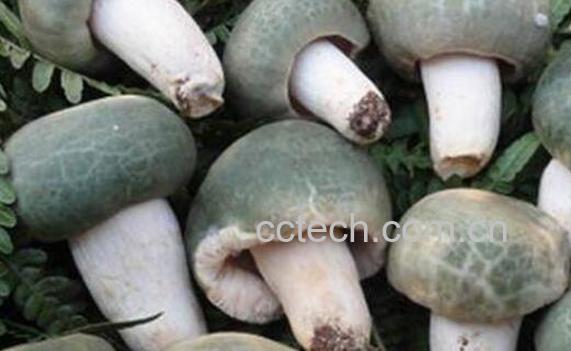 青头菌的功效与作用 青头菌怎么做好吃-1