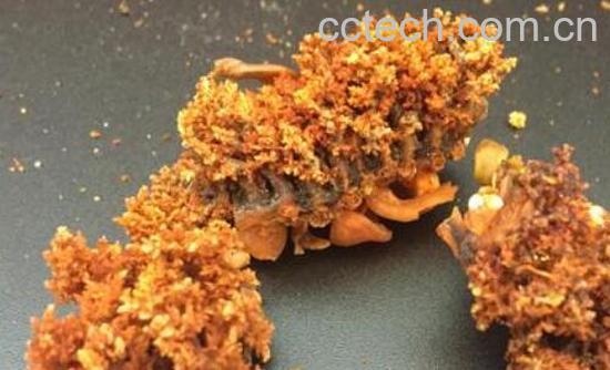 海参花的做法与吃法-1