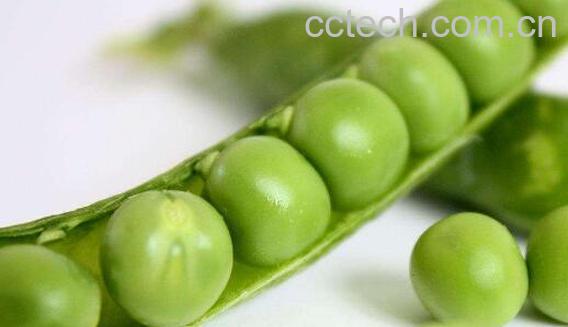 雪豆的功效与作用及禁忌-1