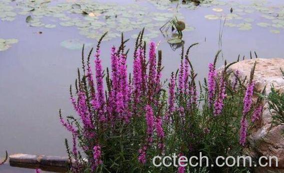 千屈菜的功效与作用及食用方法-1