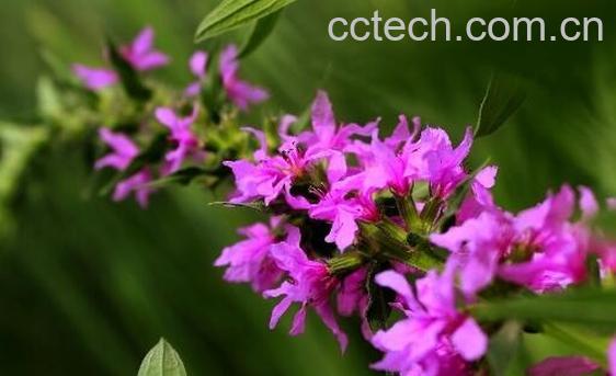 千屈菜的功效与作用及食用方法-0